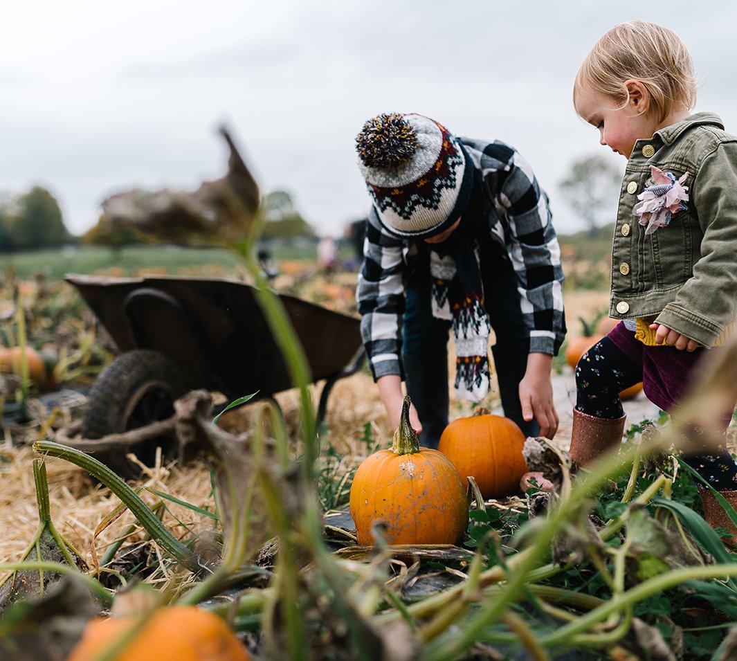 children picking up pumpkins in field